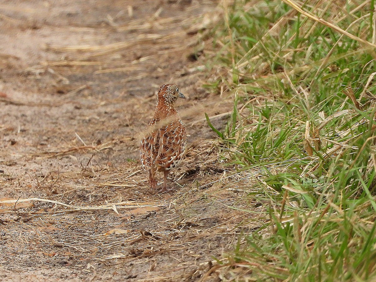 Small Buttonquail - ML646312752