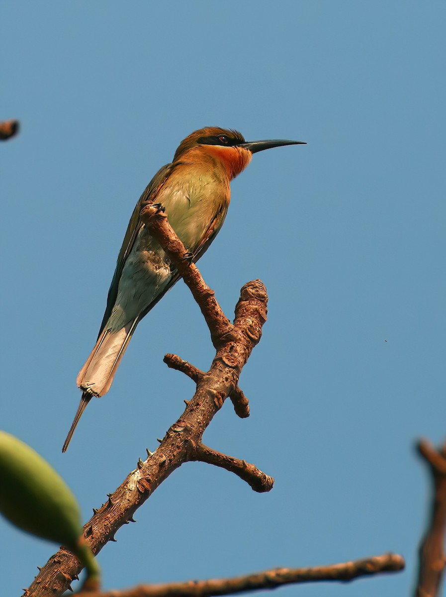 Blue-tailed Bee-eater - ML646312756