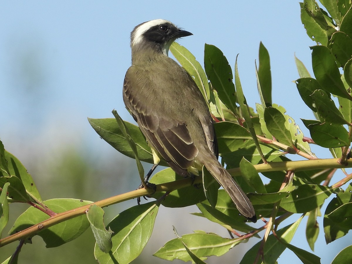 Sosyal Tiran - ML646312757