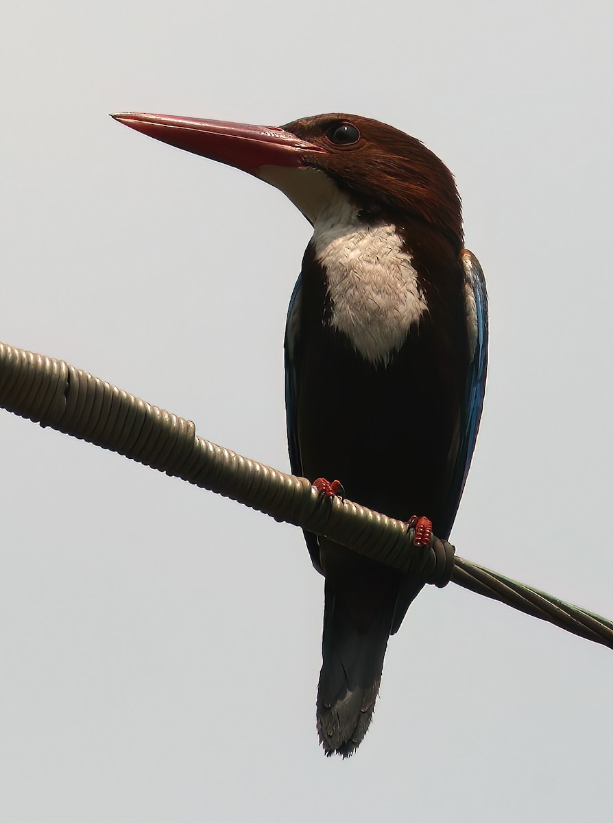 White-throated Kingfisher - ML646312759