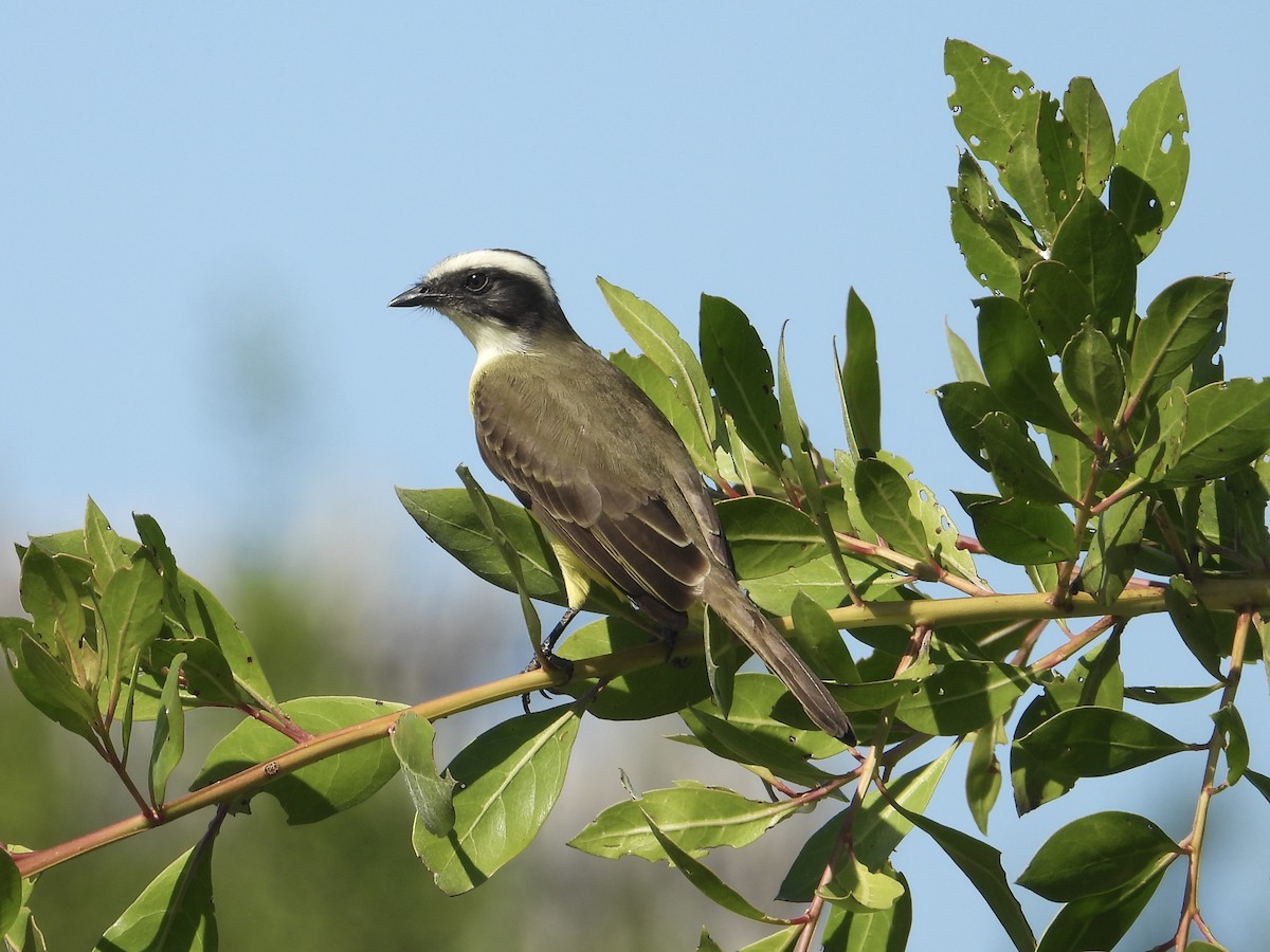 Sosyal Tiran - ML646312760