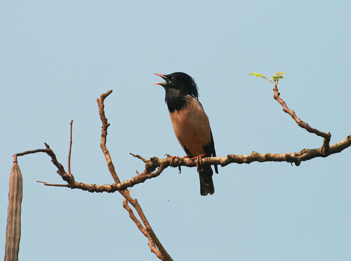 Rosy Starling - ML646312764