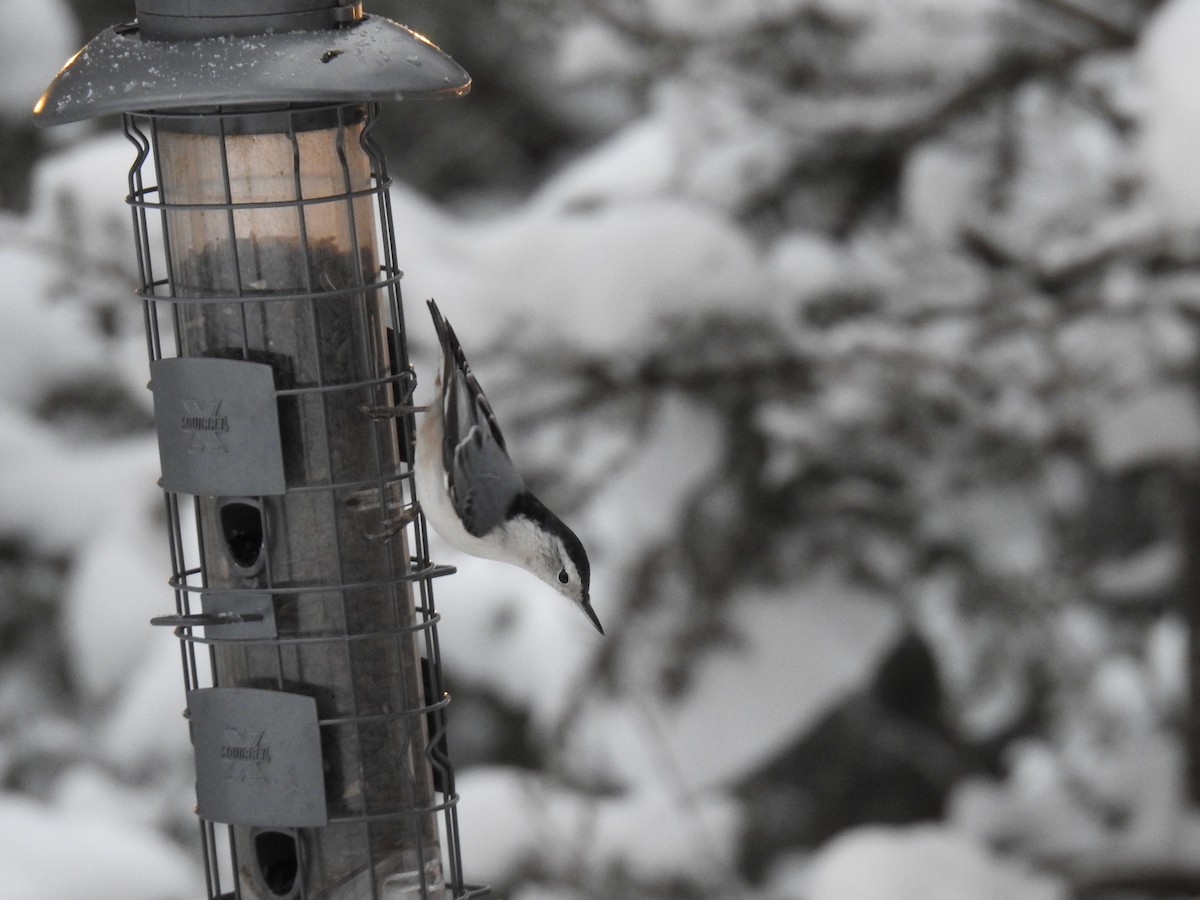 White-breasted Nuthatch - ML646312767