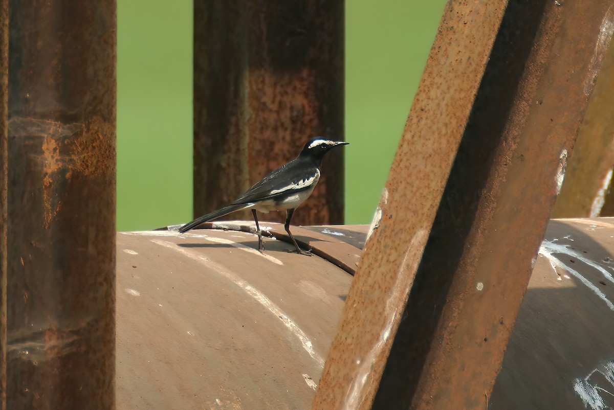 White-browed Wagtail - ML646312769