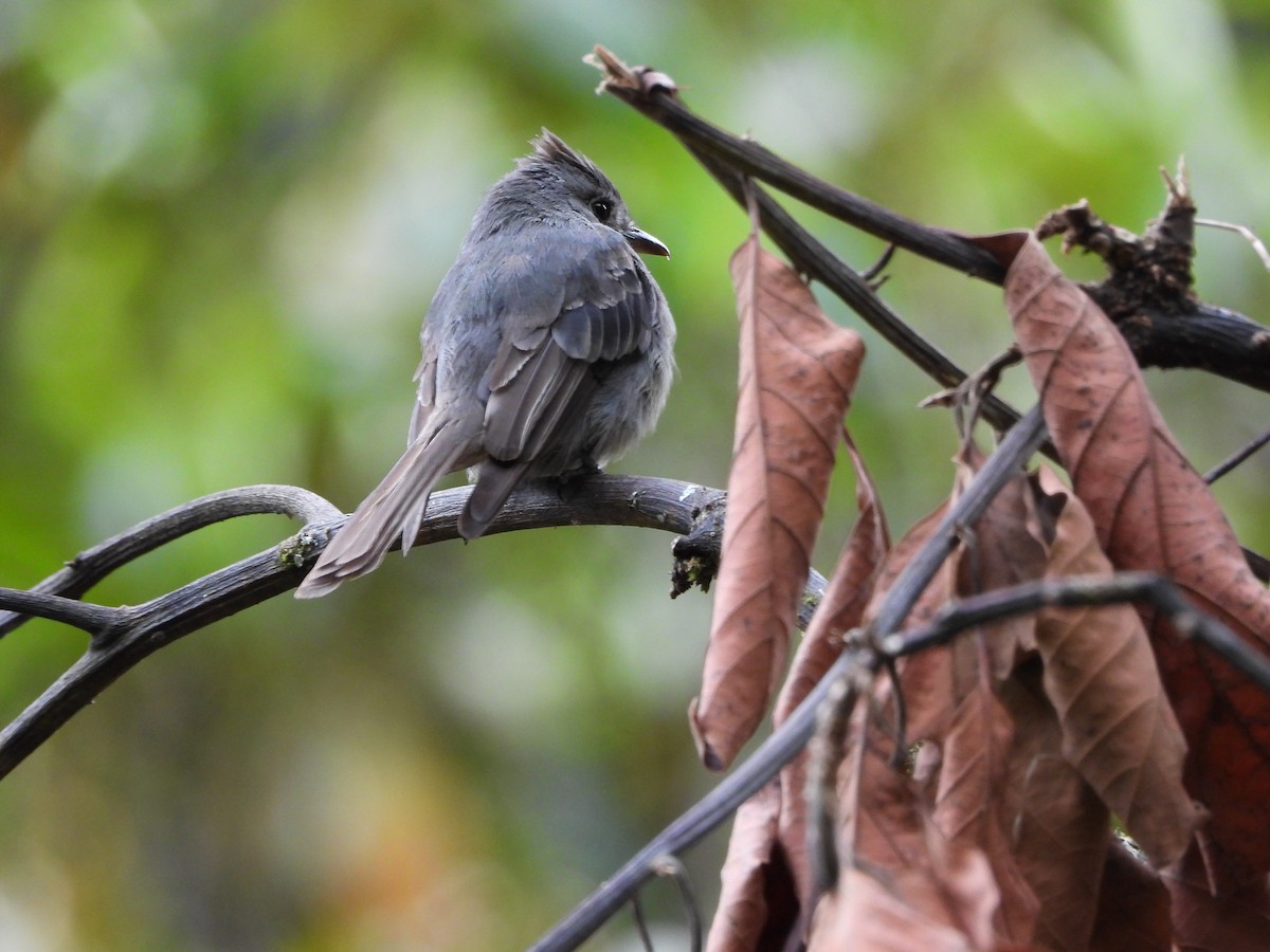 Smoke-colored Pewee - ML646312771
