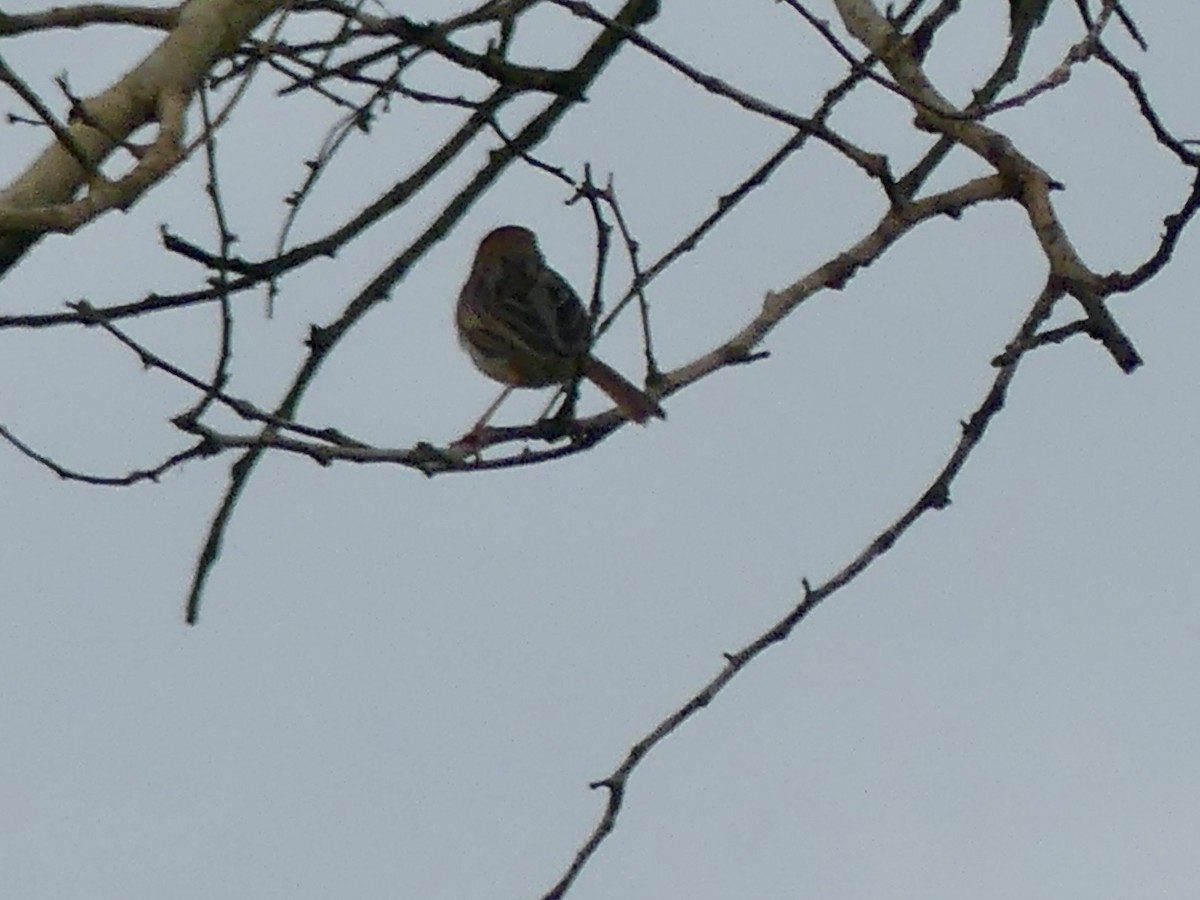 Rotscheitel-Zistensänger - ML646312776