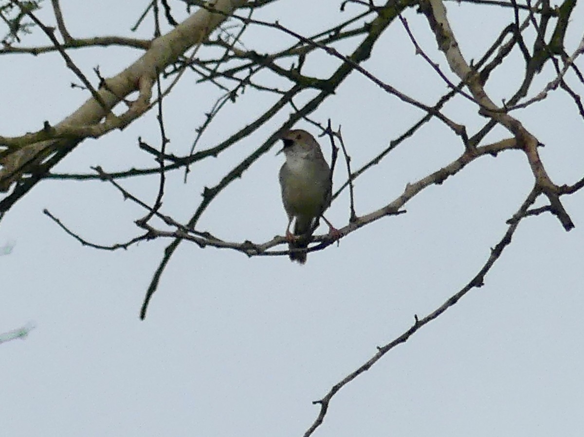 Rotscheitel-Zistensänger - ML646312777