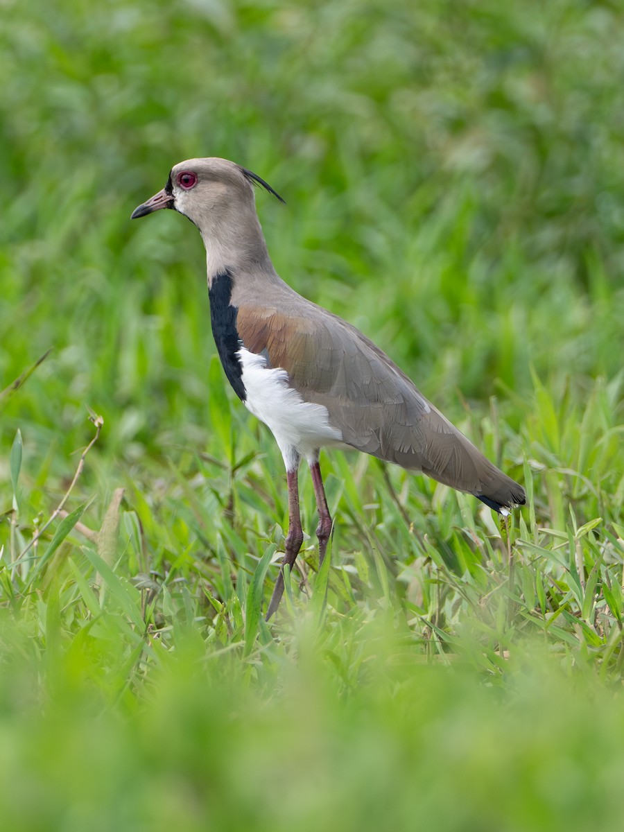 Southern Lapwing - ML646312779