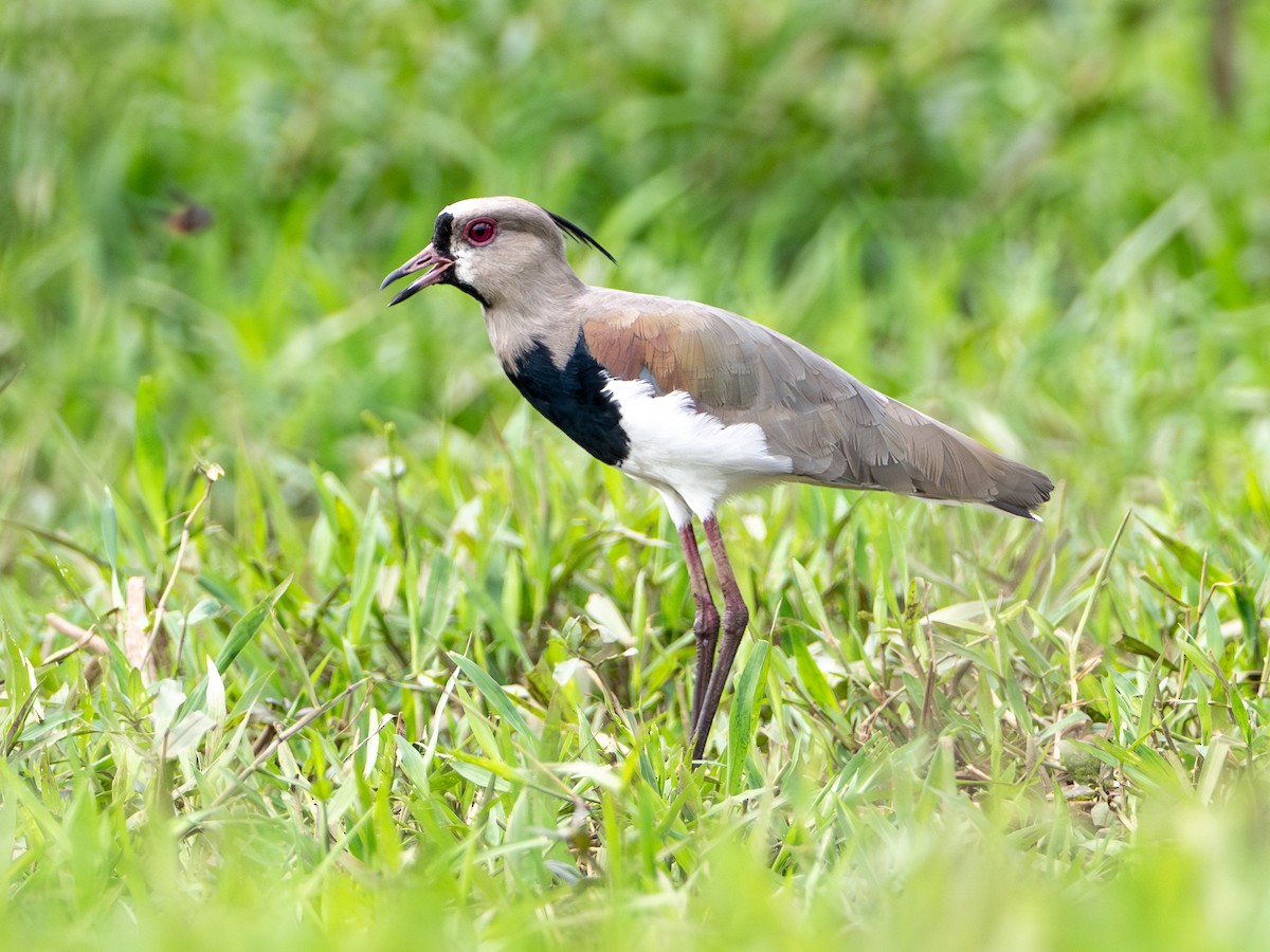 Southern Lapwing - ML646312780