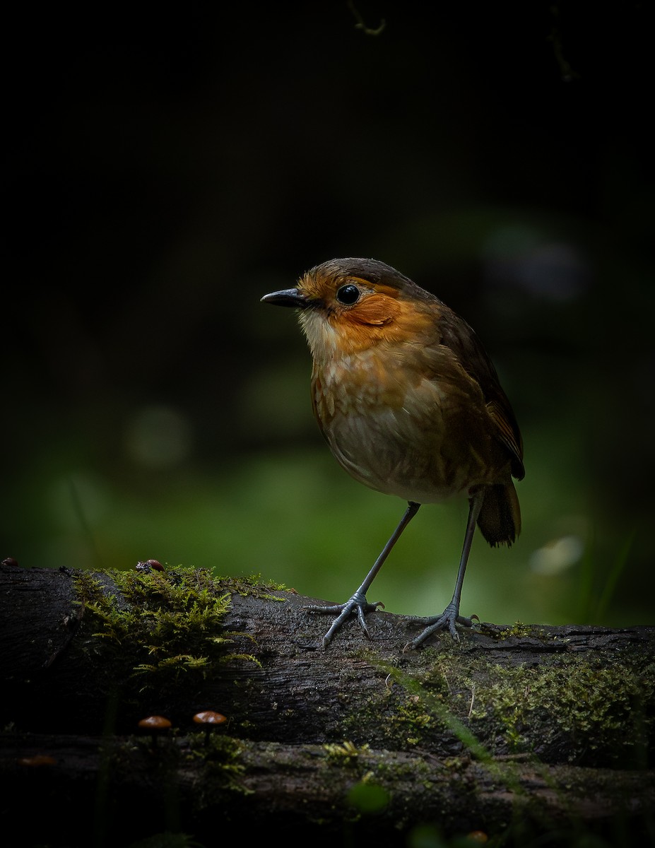 Rufous-faced Antpitta - ML646312783