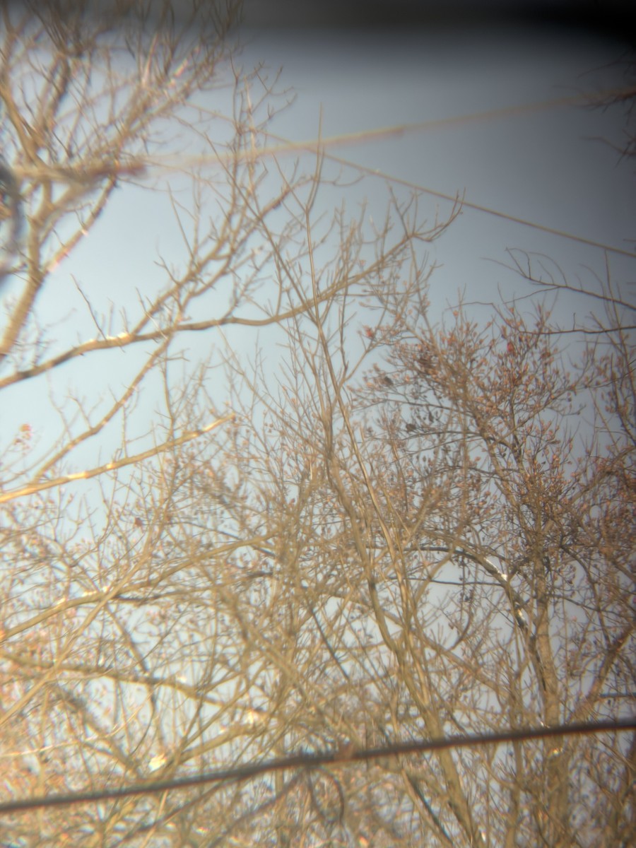 Northern Cardinal - ML646312786