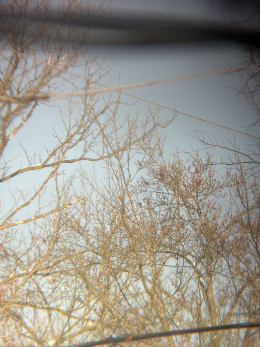 Northern Cardinal - ML646312787