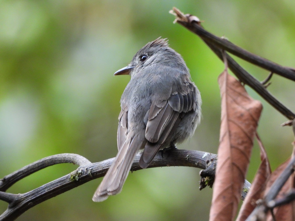 Smoke-colored Pewee - ML646312788