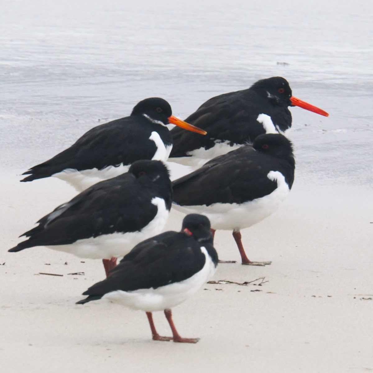 ミヤコドリ - ML646312789