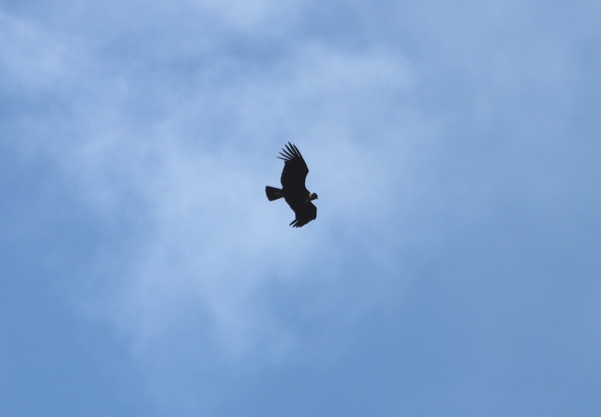 Andean Condor - ML646312790