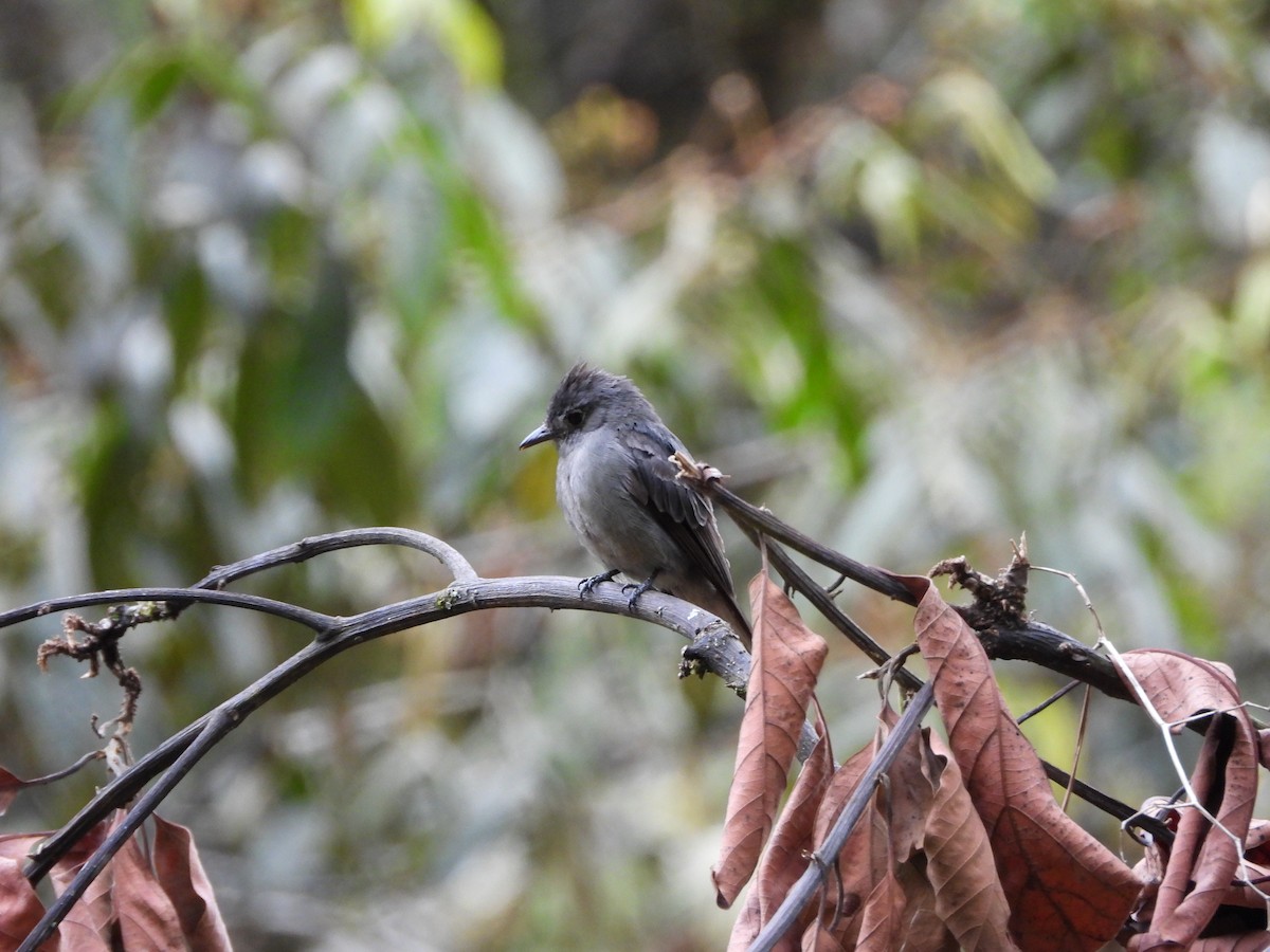Smoke-colored Pewee - ML646312802