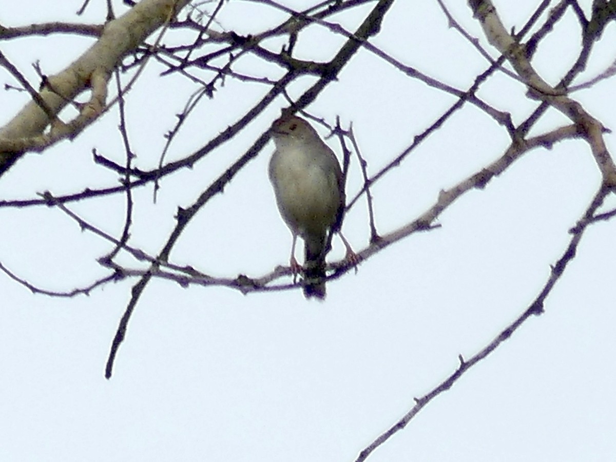 Rotscheitel-Zistensänger - ML646312803