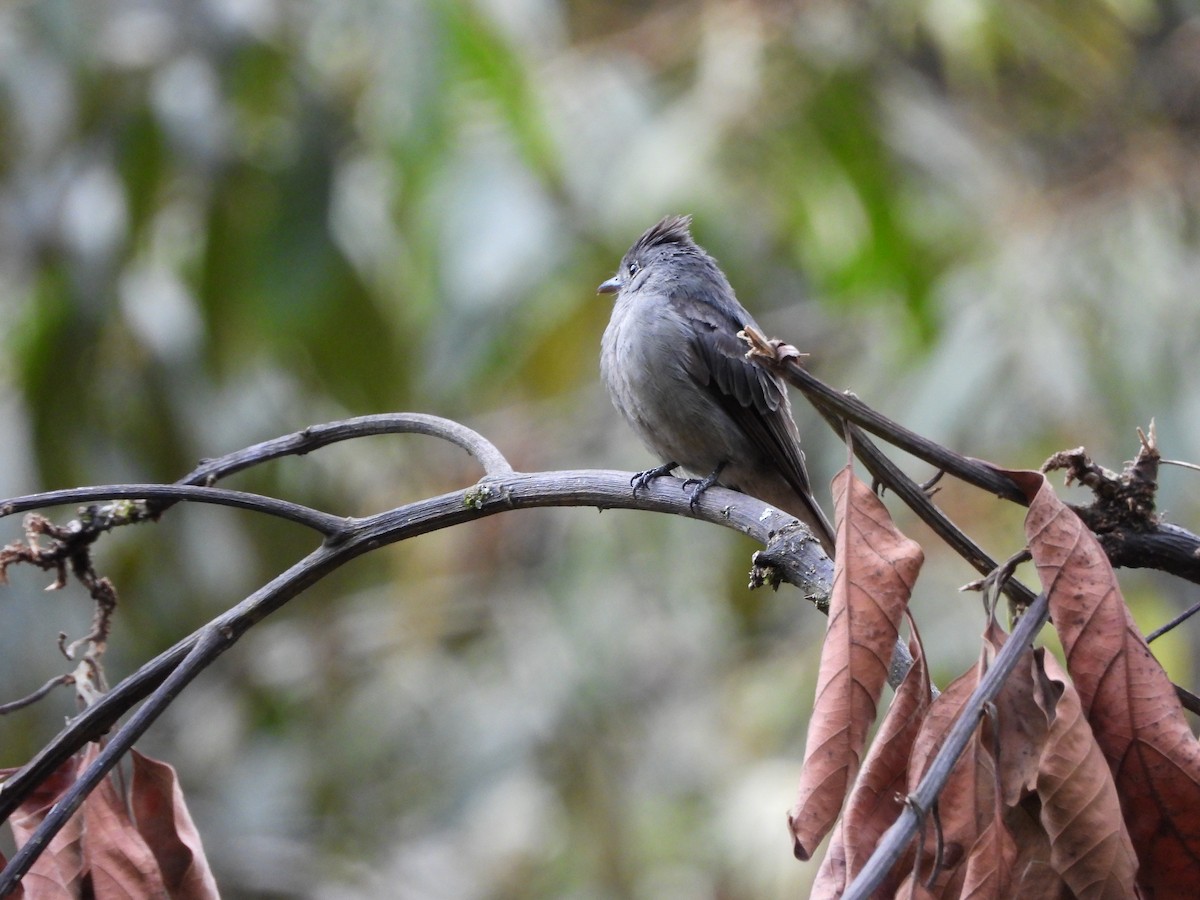 Smoke-colored Pewee - ML646312805