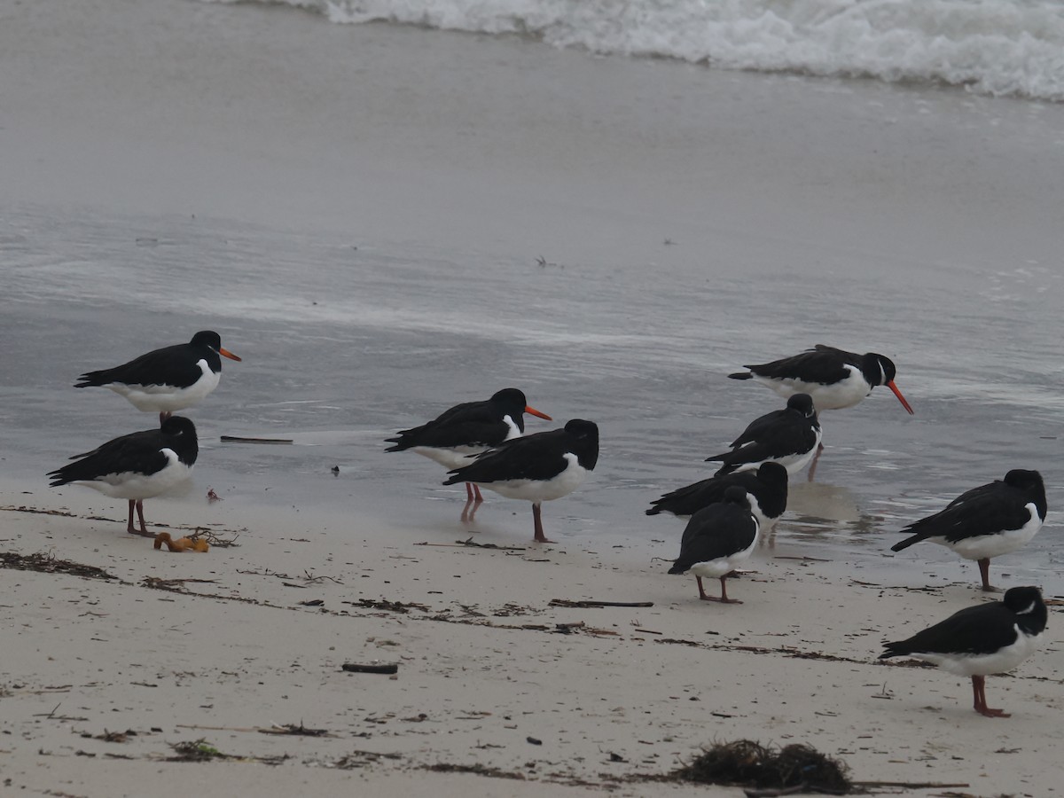 ミヤコドリ - ML646312807