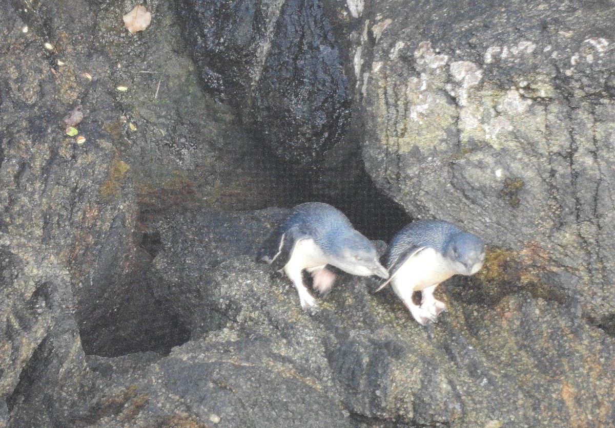 Малый пингвин - ML646312810