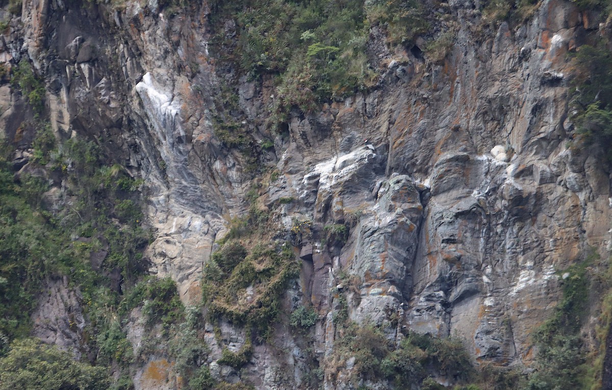 Andean Condor - ML646312812