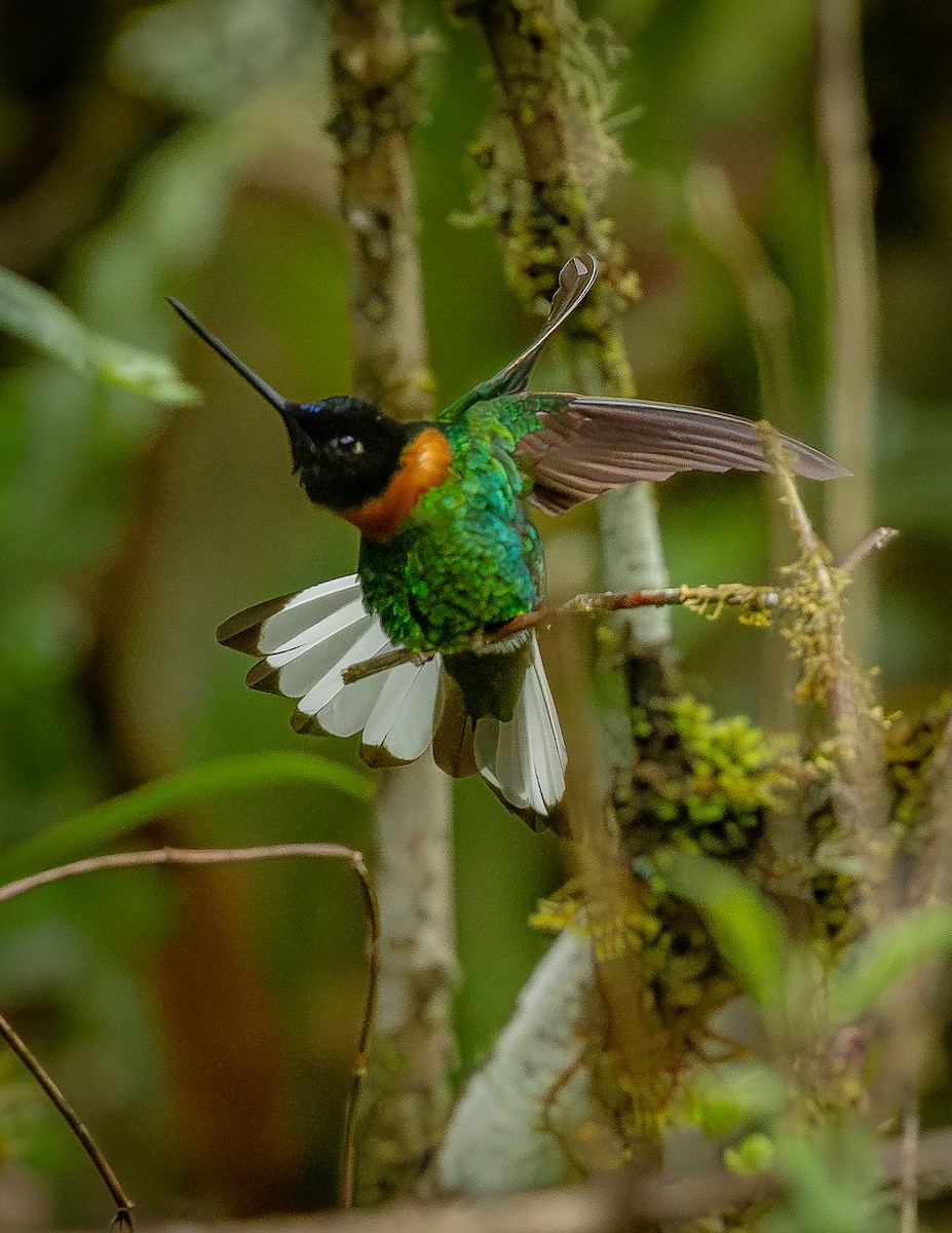 rustbrystinka - ML646312820