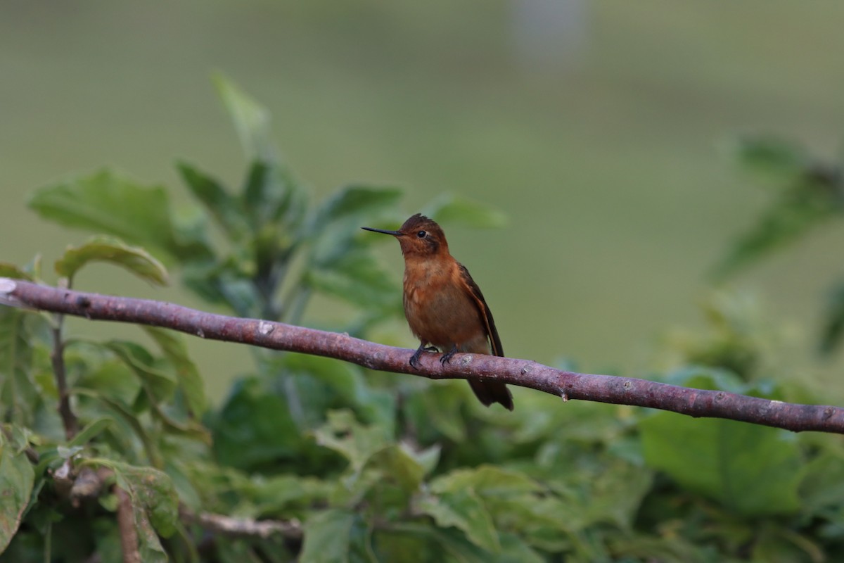 Shining Sunbeam - ML646312823