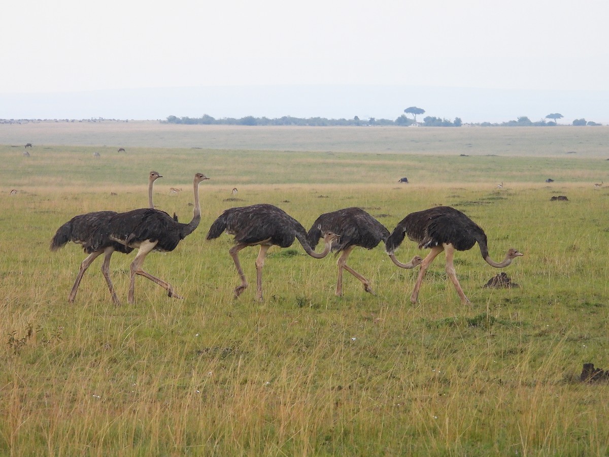 Common Ostrich - ML646312829