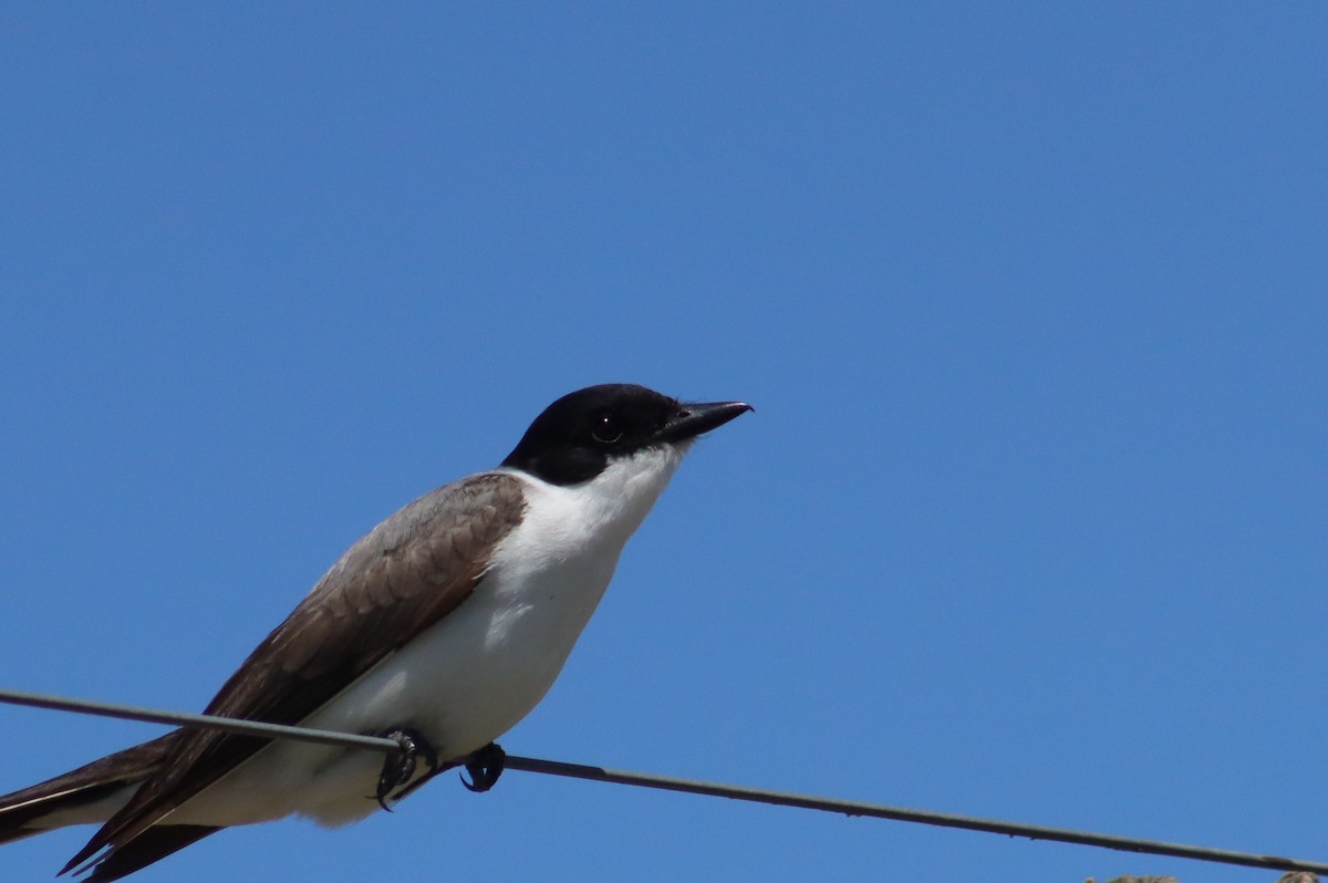 Fork-tailed Flycatcher - ML646312830