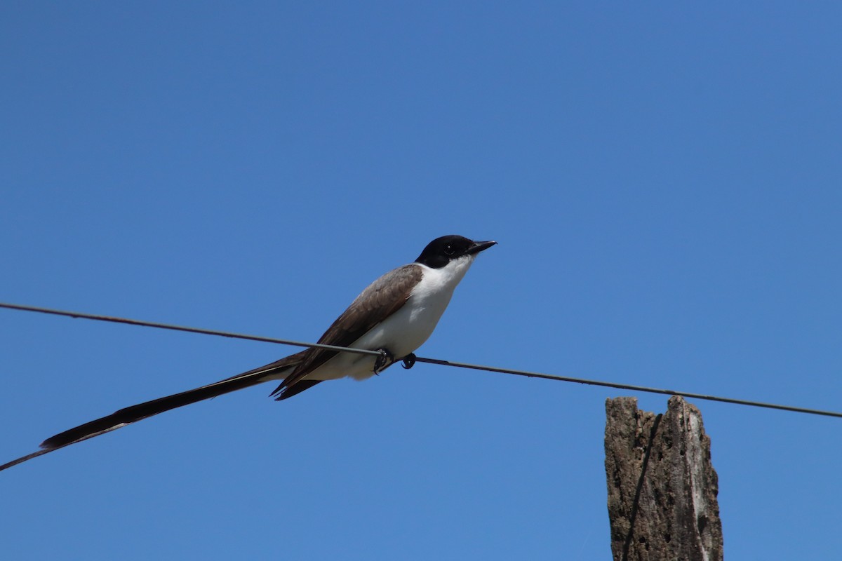 Fork-tailed Flycatcher - ML646312831
