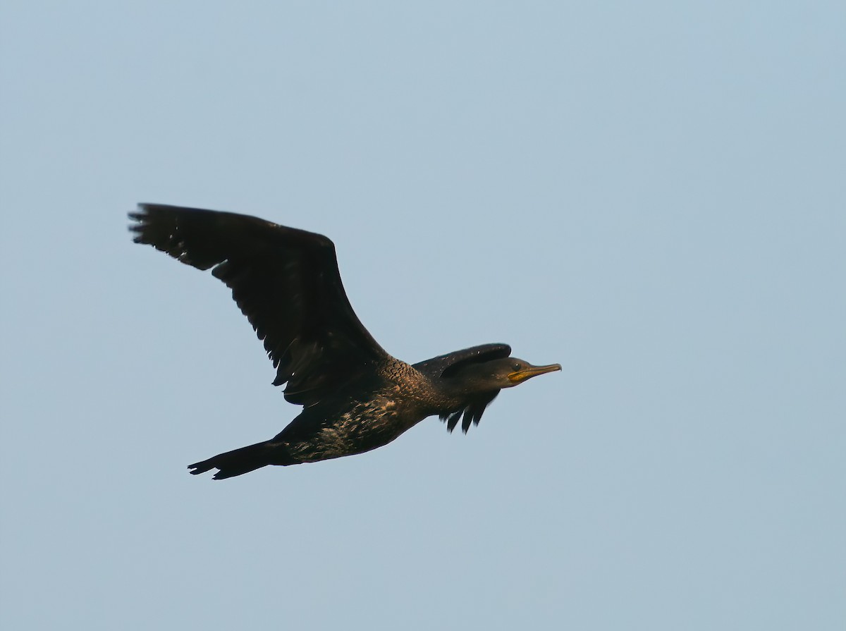 Indian Cormorant - ML646312832