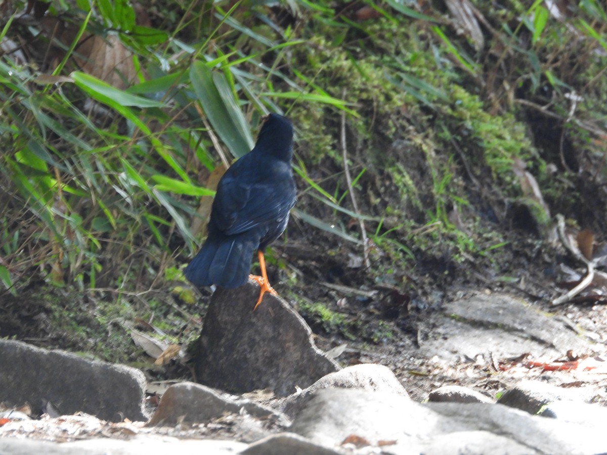 Glossy-black Thrush - ML646312833
