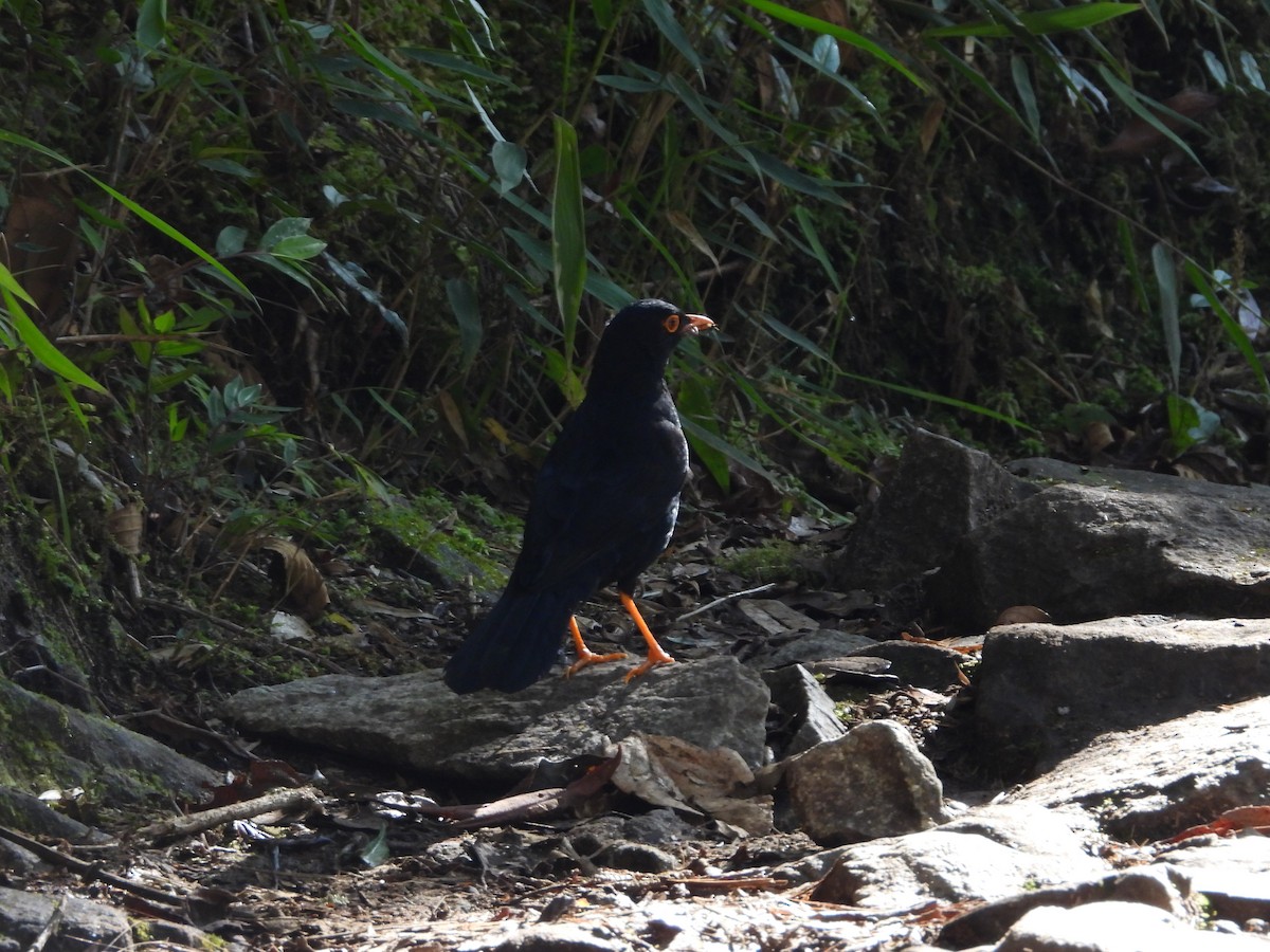 Glossy-black Thrush - ML646312834
