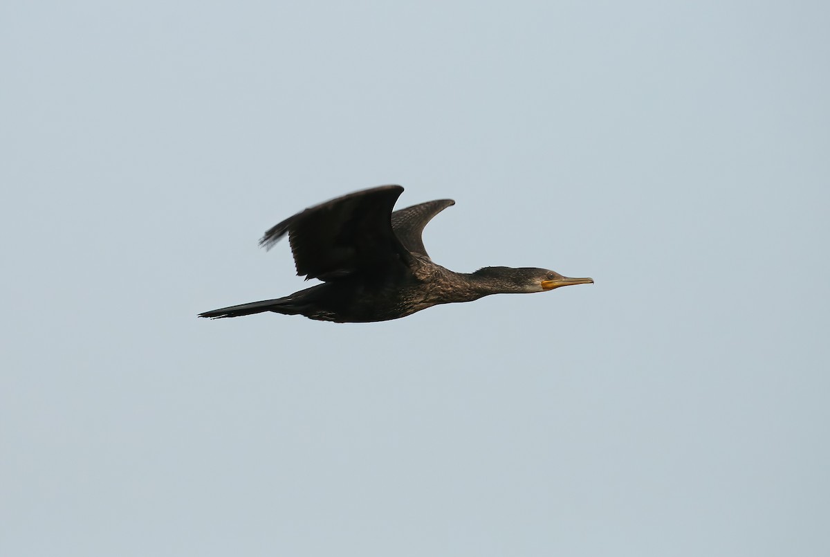 Indian Cormorant - ML646312836