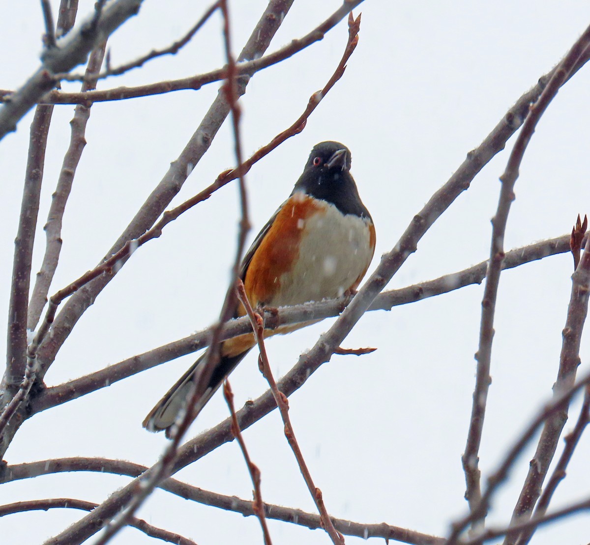 Spotted Towhee - ML646312837