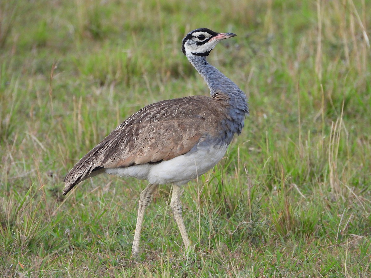 White-bellied Bustard - ML646312849