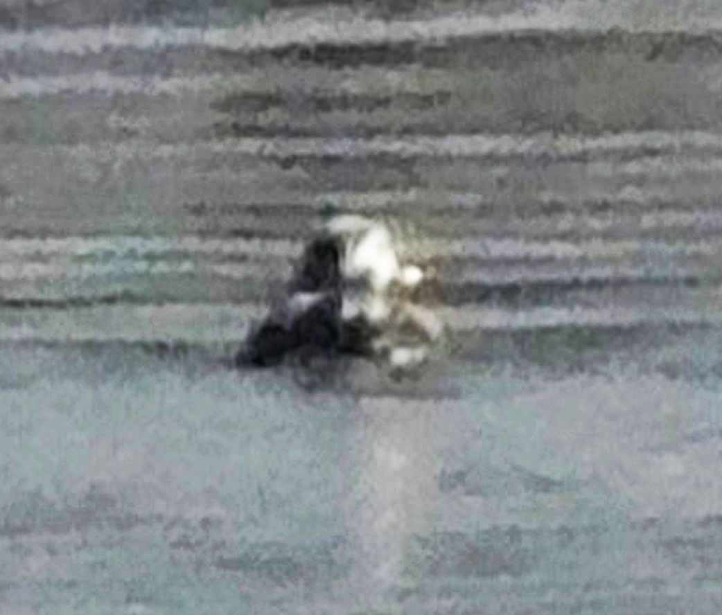 Harelde kakawi - ML646312850