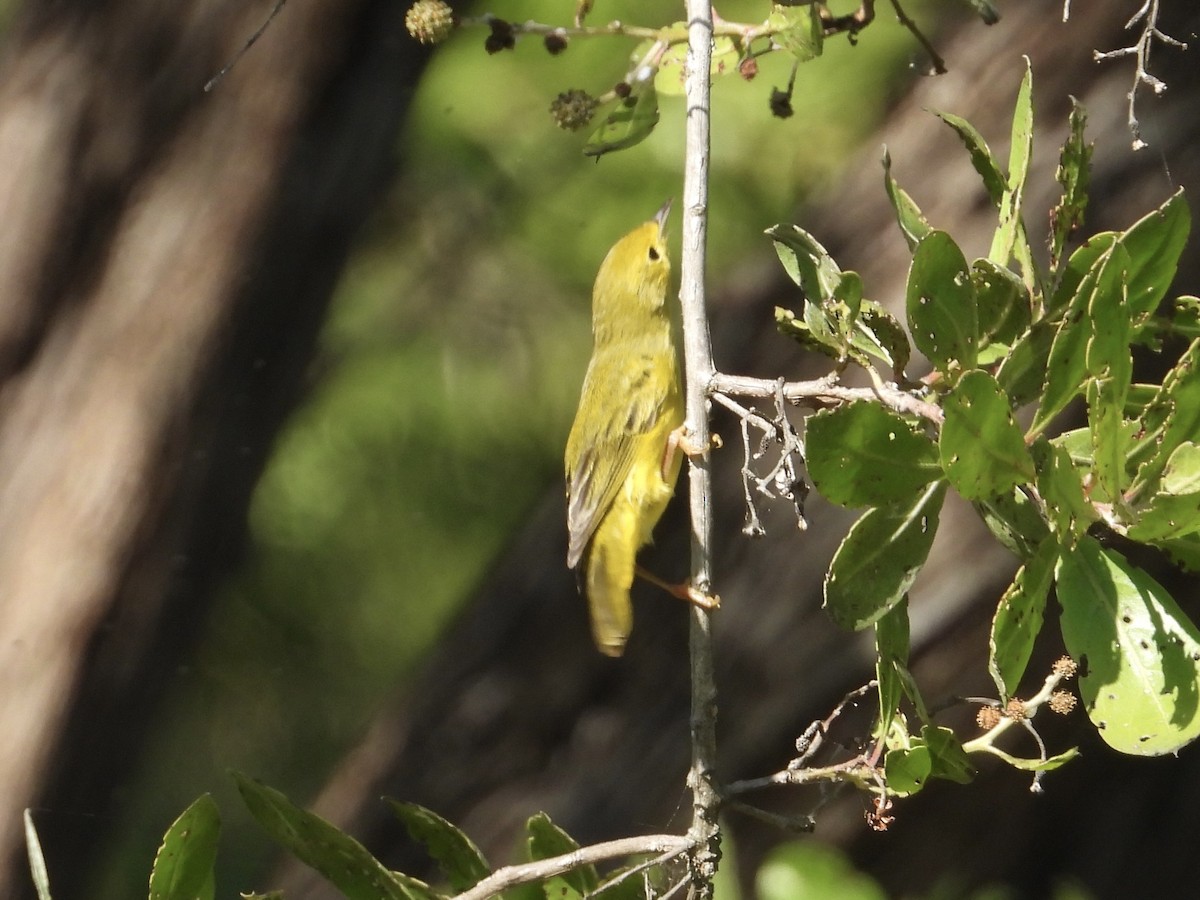 lesňáček žlutý - ML646312868