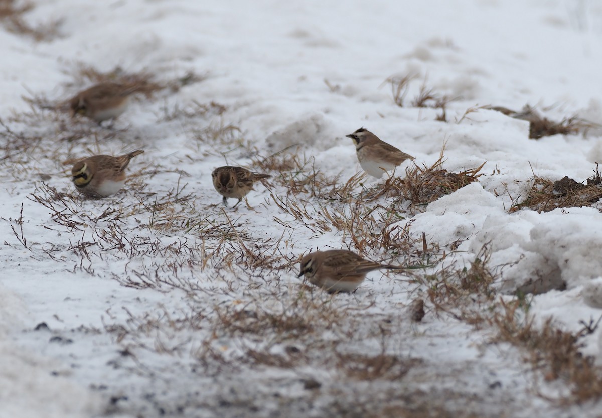 Horned Lark - ML646312881