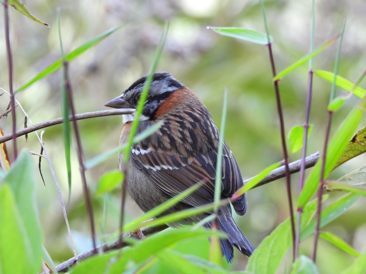Rufous-collared Sparrow - ML646312883