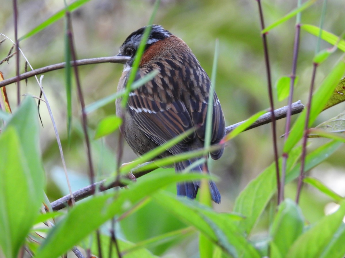 Rufous-collared Sparrow - ML646312884