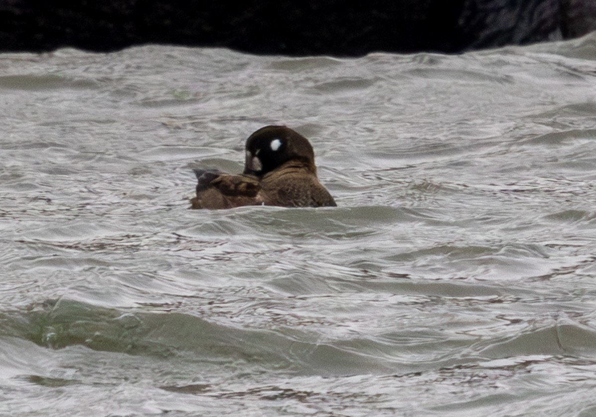 Harlequin Duck - ML646312897