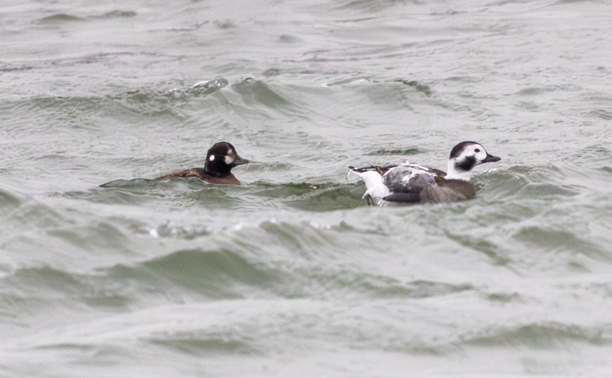 Harlequin Duck - ML646312898