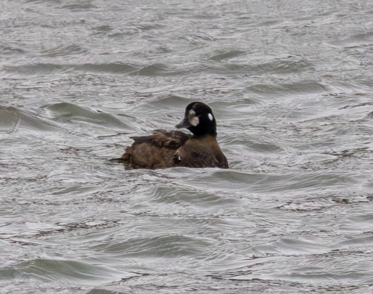 Harlequin Duck - ML646312899