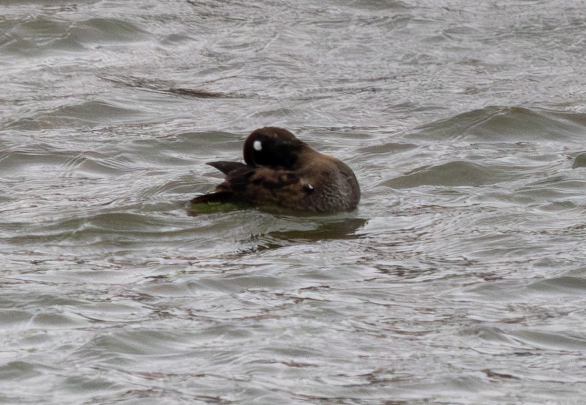 Harlequin Duck - ML646312900