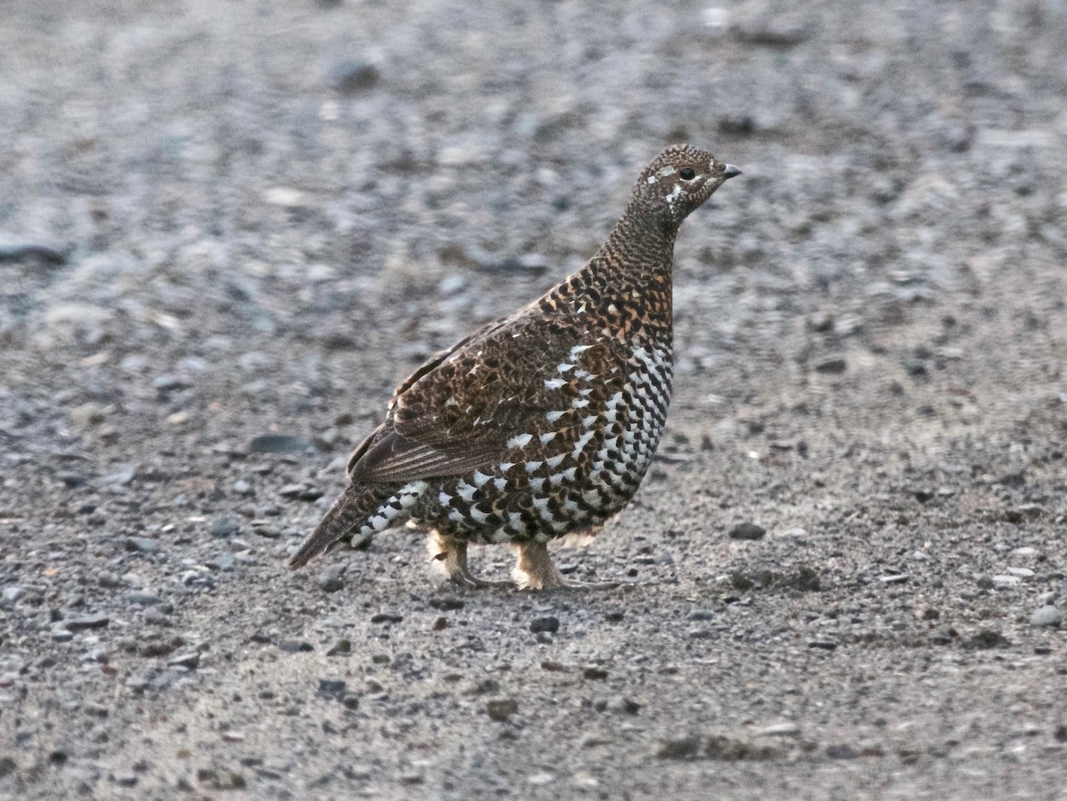 Spruce Grouse - ML646312901