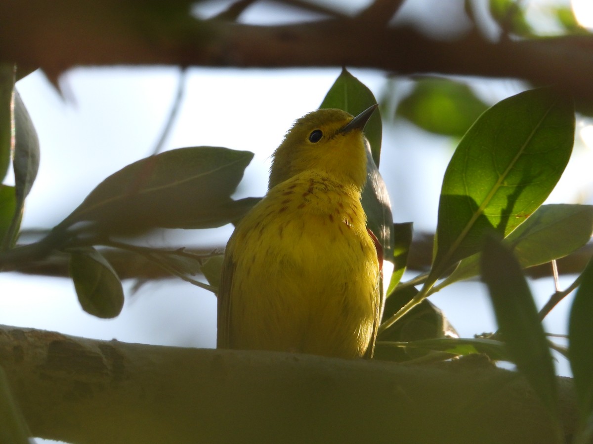 lesňáček žlutý - ML646312904