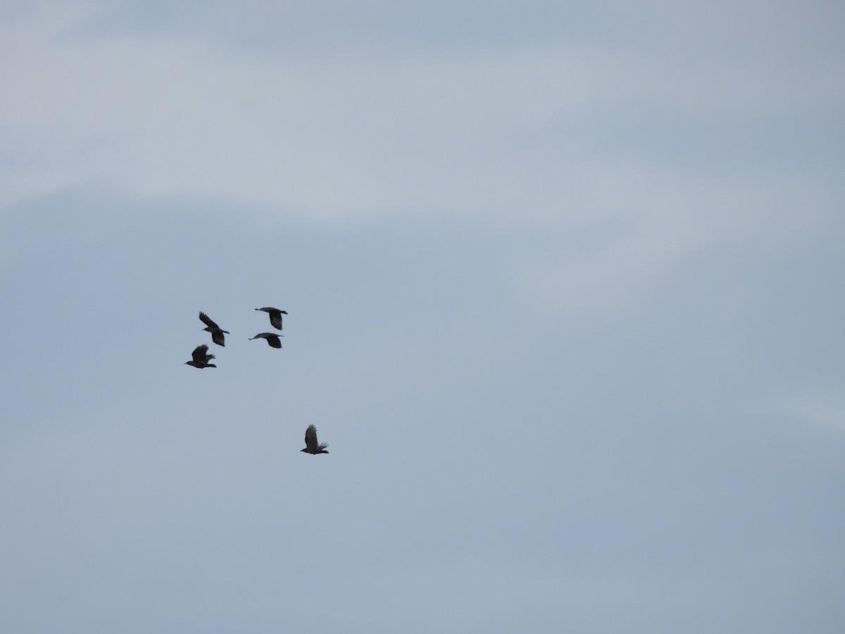 American Crow - ML646312905