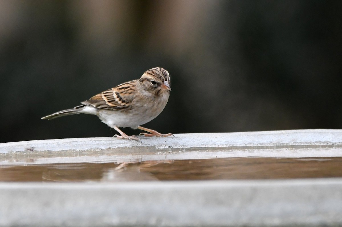 Chipping Sparrow - ML646312907