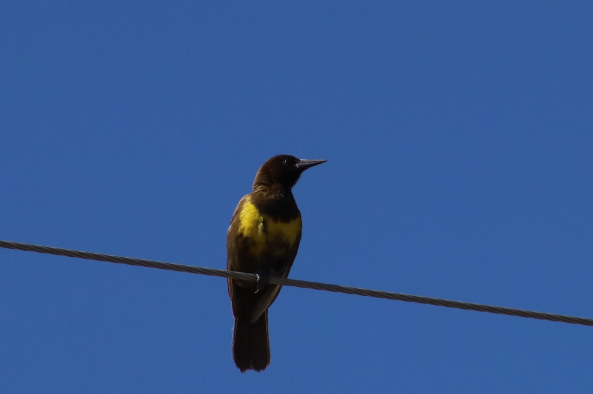 Brown-and-yellow Marshbird - ML646312908